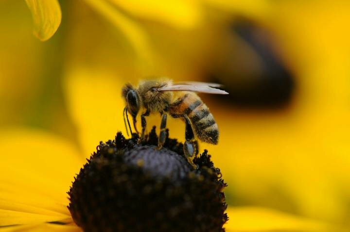 Honey Bee Garden