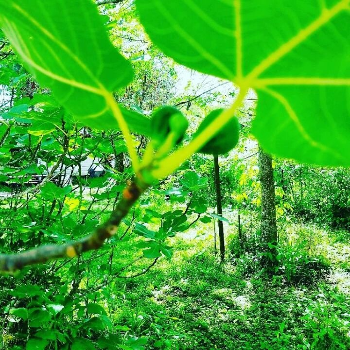 Sunday Stills: plant life in Louisiana